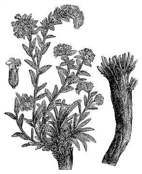 Dyer's alkanet (Alkanna tinctoria) &mdash; rootstock (source of red dye) and flower, detailed vintage botanical engraving.