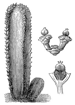 Medicinal spurge (Euphorbia officinarum) - false umbel (inflorescence) and cyathium (longitudinal section), detailed vintage botanical engraving.