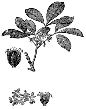 Rubber tree (Hevea brasiliensis, syn. Siphonia elastica) - part of inflorescence, male and female flowers, detailed vintage botanical engraving.
