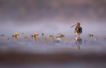 Striking common snipes standing in fog covered lake with subtle reflective surface © tahir