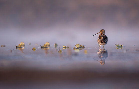 Striking common snipes standing in fog covered lake with subtle reflective surface