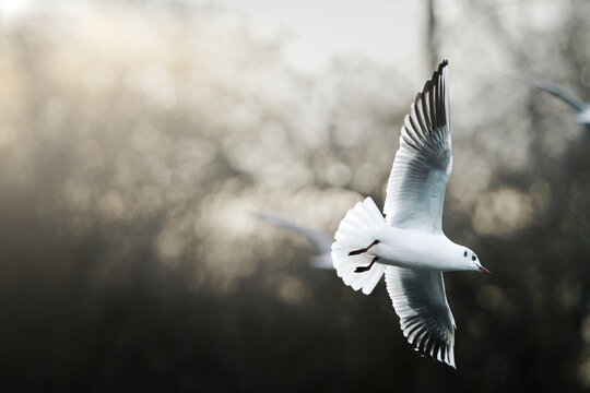 Mouette en vol
