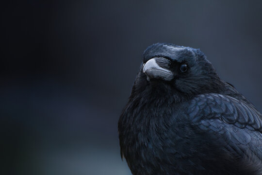 Corbeau en gros plan