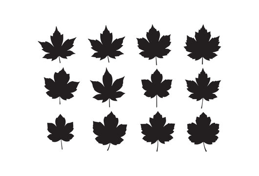 Black maple leaf icons, silhouette leaves, fall symbols, vector graphics