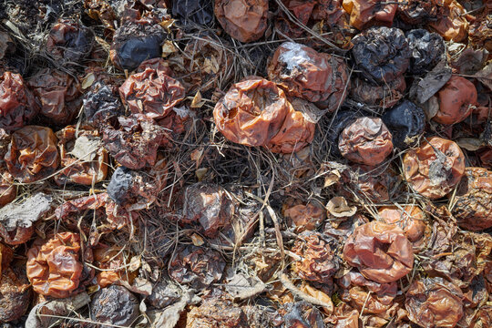 Apples decomposing in the compost pile, selective focus.