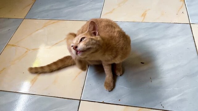 Orange Tabby Cat Scratching Ear While Lying on Tiled Floor
