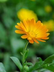 Obraz premium beautiful yellow flower in thegarden