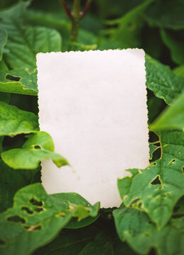 Vintage empty paper lies on green leaves of a plant, creating a rustic and natural background. The weathered sheet blends with botanical foliage
