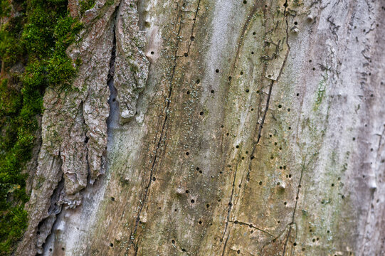 Organic woodland texture with wild mushrooms growing on a tree trunk