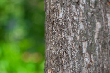 Fototapeta premium Organic woodland texture with a tree trunk in a forest and nature bokeh