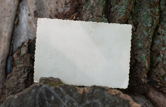 Vintage empty paper lies on the old wooden texture of tree