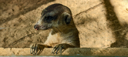 Meerkat stands upright with its front paws resting on a ledge, gazing outward in a typical watchful stance. The sandy terrain in the background evokes a natural habitat.  © Johari
