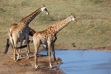 Fototapeta premium Giraffe / Giraffe / Giraffa camelopardalis