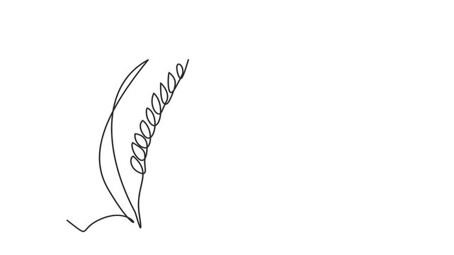 Animated self drawing of continuous line draw of wheat. Barley or Rye. Full length one line animation. 4K