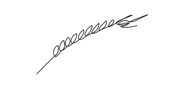 Animated self drawing of continuous line draw of wheat. Barley or Rye. Full length one line animation. 4K