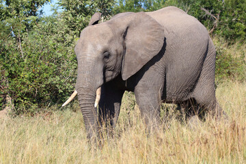 Obraz premium Afrikanischer Elefant / African elephant / Loxodonta africana