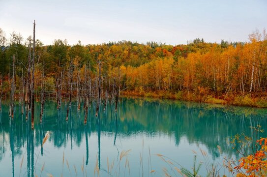 Autumn scenery of Aoi-Ike (Blue Pond) 青池, with beautiful fall colors on the lakeside hills reflected in the green water and the dead tree trunks standing in the lake, in Biei 美瑛, Hokkaido, Japan