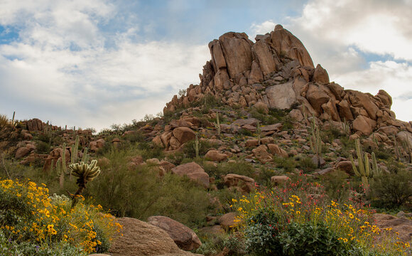 View Of Pinnacle Peak In North Scottsdale With Spring Wildflowers