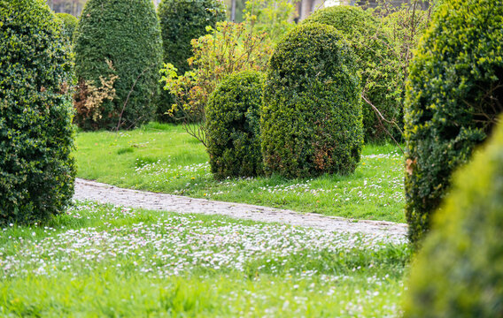 Rund getrimmte B&auml;ume im Park