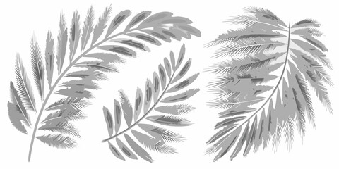 Elegant tropical leaves in grayscale create a botanical arrangement © Rathindranath
