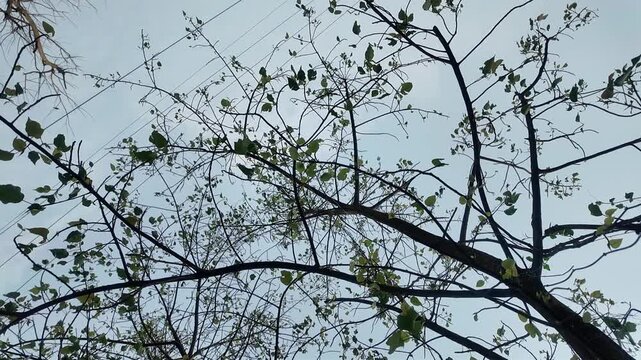 Branches with leaves against sky and wires early spring aesthetic abstract composition nature tree canopy minimalistic serene tranquil mood