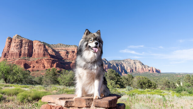 Fluffy Siberian husky dog posing for a natural setting portrait in Sedona, AZ