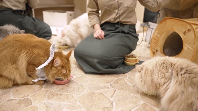 猫カフェのご飯タイム