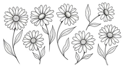 Hand-drawn botanical illustration of various daisy flowers with leaves. © Ibuk