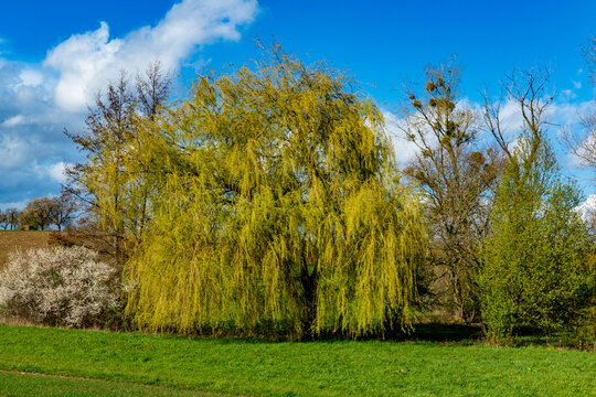 Weidenbaum im Fr&uuml;hjahr