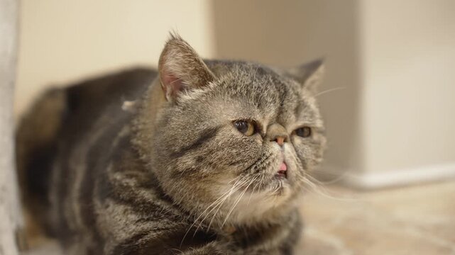 リラックスしているエキゾチックショートヘアの猫