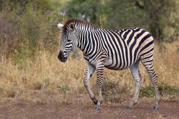 Obraz premium Steppenzebra / Burchell's zebra / Equus quagga burchellii