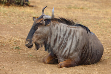 Fototapeta premium Streifengnu / Blue wildebeest / Connochaetes taurinus