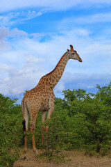 Obraz premium Giraffe / Giraffe / Giraffa camelopardalis