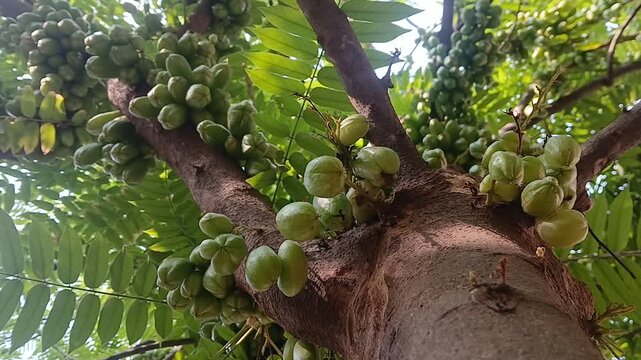 Cluster of Fresh Bilimbi in Lush Green Foliage.	