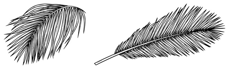 Vintage woodcut style hand drawn illustration of exotic bird feathers or palm fronds © Mago
