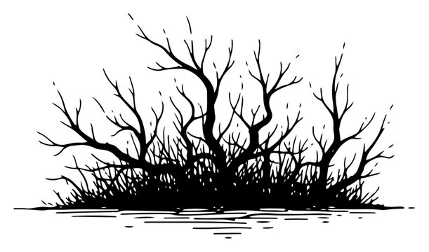 Vintage hand drawn woodcut illustration of a dry leafless bush or thicket silhouette