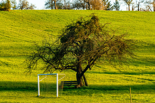 Baum mit vielen Misteln im Fr&uuml;hjahr