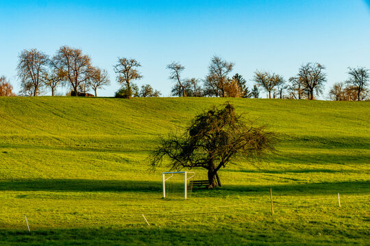 Baum mit vielen Misteln im Fr&uuml;hjahr