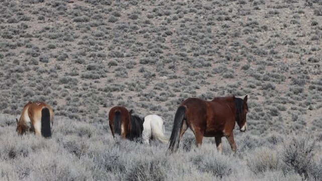 Herd of Wild Horses in Spring Near Challis Idaho