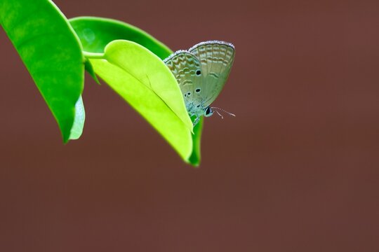 Papillon Luthrodes pandava pos&eacute; sur feuille verte en gros plan naturel