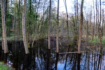 Obraz premium Spegellung an einem kleinen Waldsee