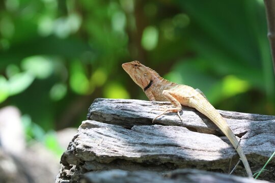 Agame changeant Calotes versicolor camoufl&eacute; sur tronc en milieu naturel