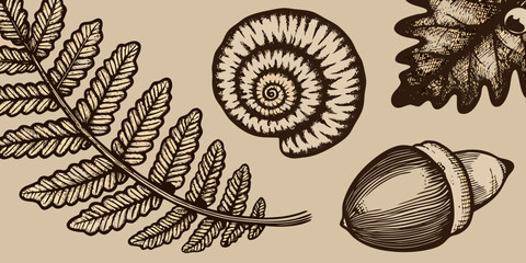 Vintage botanical illustration featuring ferns ammonite and an oak acorn © Rakesh