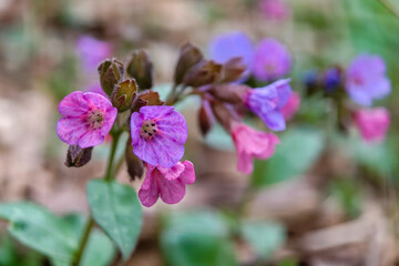 Fototapeta premium Lungwort flowers in spring forest. Medicinal plant Pulmonaria officinalis, phytotherapy