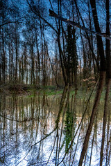 Obraz premium Spegellung an einem kleinen Waldsee