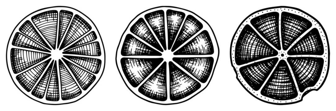 Set of three vintage hand drawn citrus fruit slices in detailed engraving style