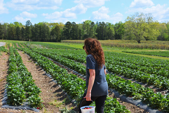 Woman with Harvest Bucket Walking Through Scenic Strawberry Field