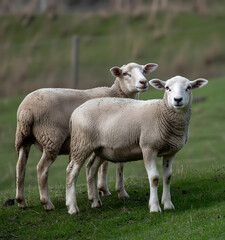 Fototapeta premium sheep grazing on green grassland