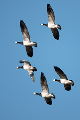 Obraz premium Barnacle Goose