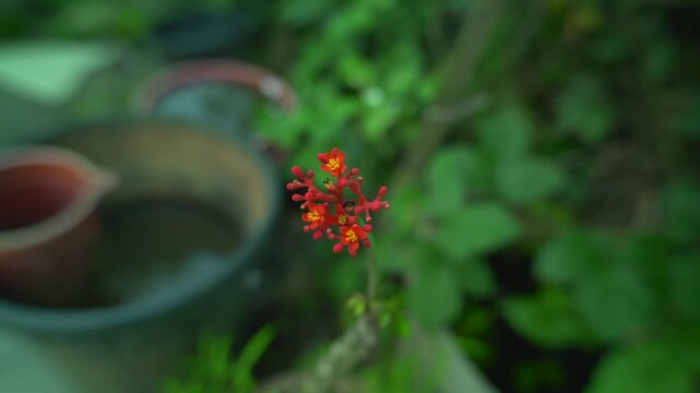 Close up of red jatropha integerrima flowers blooming in the garden with lush green foliage background in bokeh style